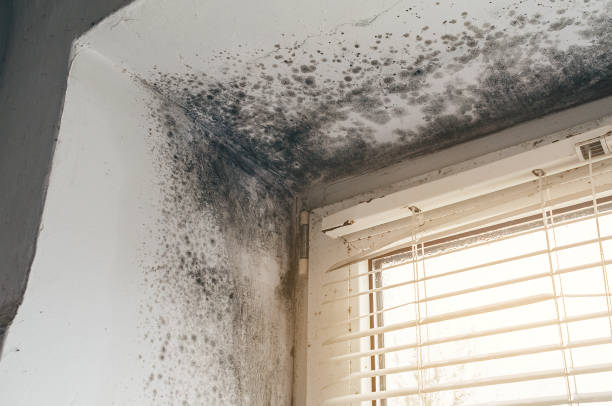 Affordable Black Mold Remediation solutions in Inwood, FL