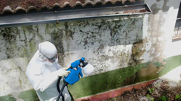 Top rated local Black Mold Remediation specialists in Inwood, FL